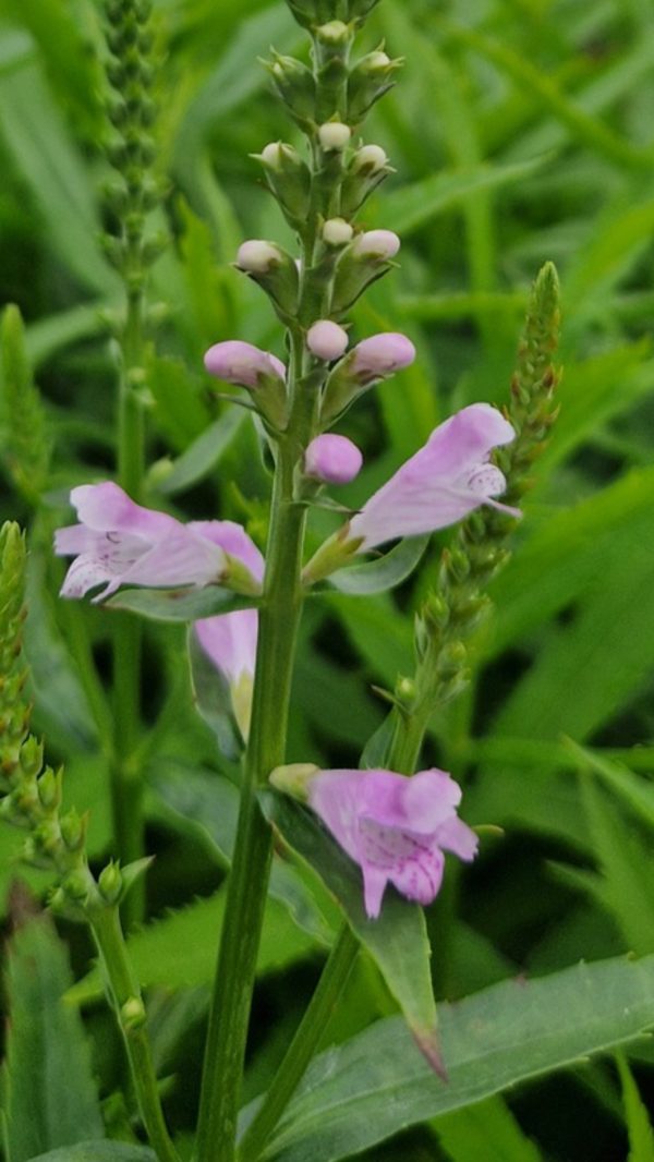 Physostegia vivid