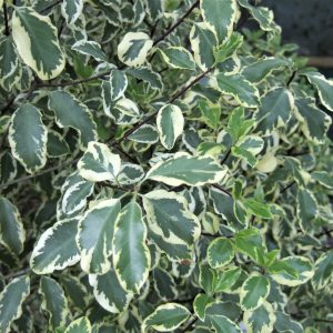 Pittosporum tenuifolium 'Silver Queen'