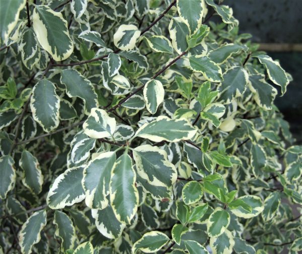 Pittosporum tenuifolium 'Silver Queen'