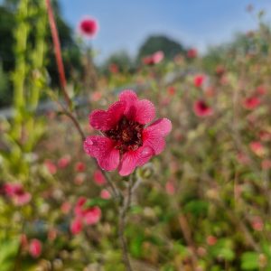 Potentilla nepalensis 'Ron McBeath'