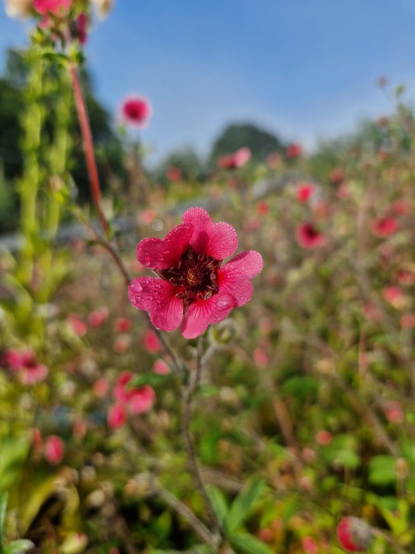Potentilla Ron mc beath Potentilla nepalensis 'Ron McBeath'