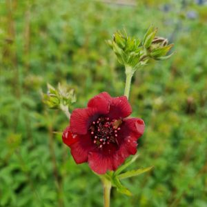 Potentilla thurberi 'Monarch's Velvet'