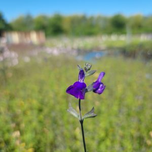 Salvia 'Blue Monrovia'