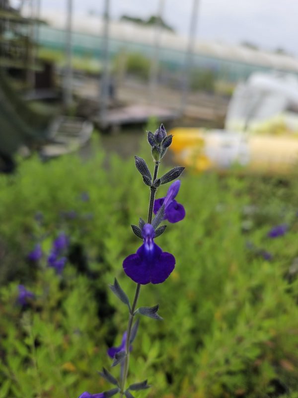 Salvia 'Blue Monrovia'