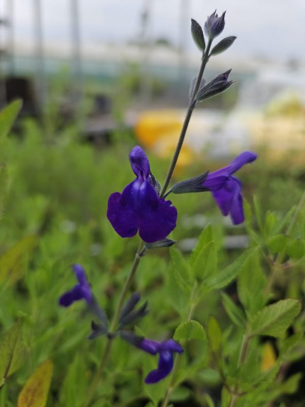Salvia 'Blue Monrovia'