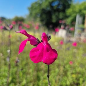 Salvia 'Day Glow'
