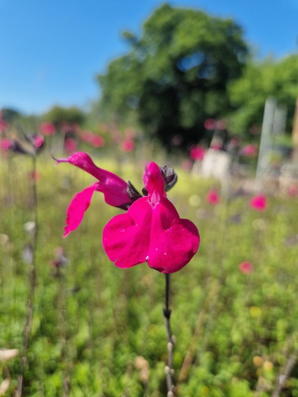 Salvia 'Day Glow'