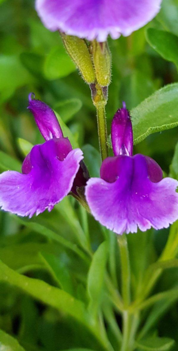Salvia 'Oriental Dove'
