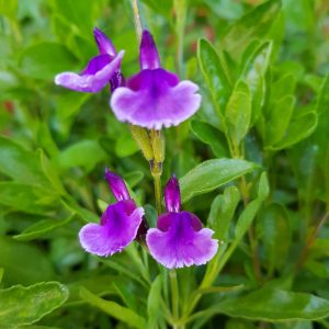 Salvia 'Oriental Dove'
