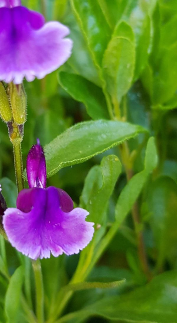 Salvia 'Oriental Dove'