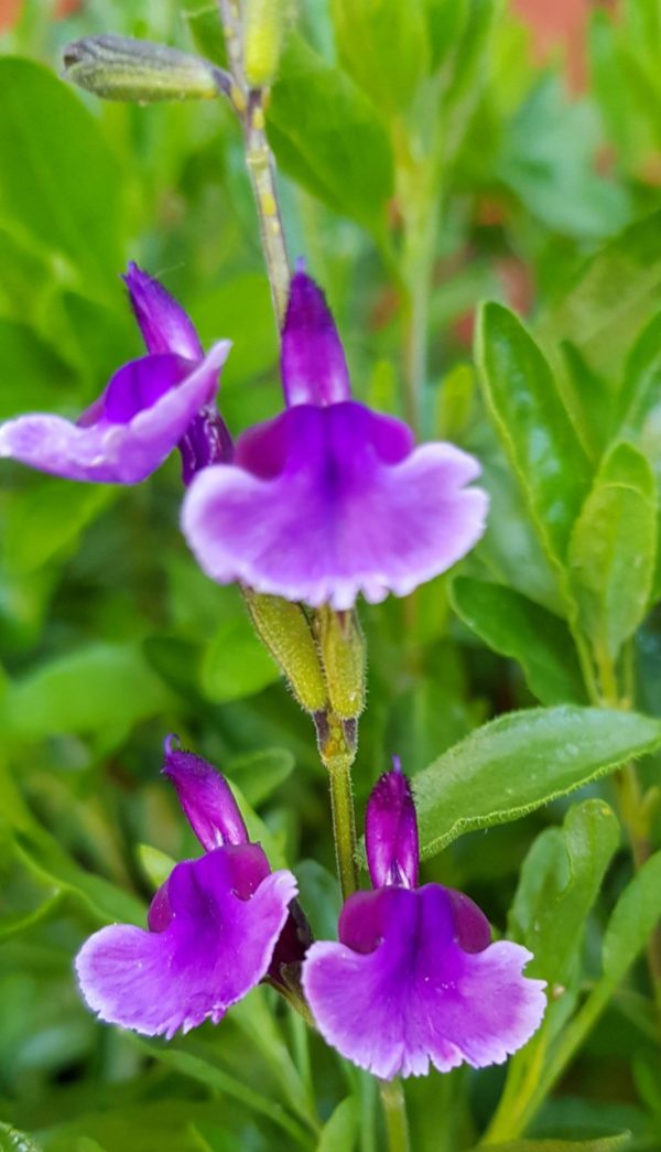 Salvia 'Oriental Dove'