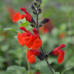 Salvia x jamensis 'Royal Bumble'