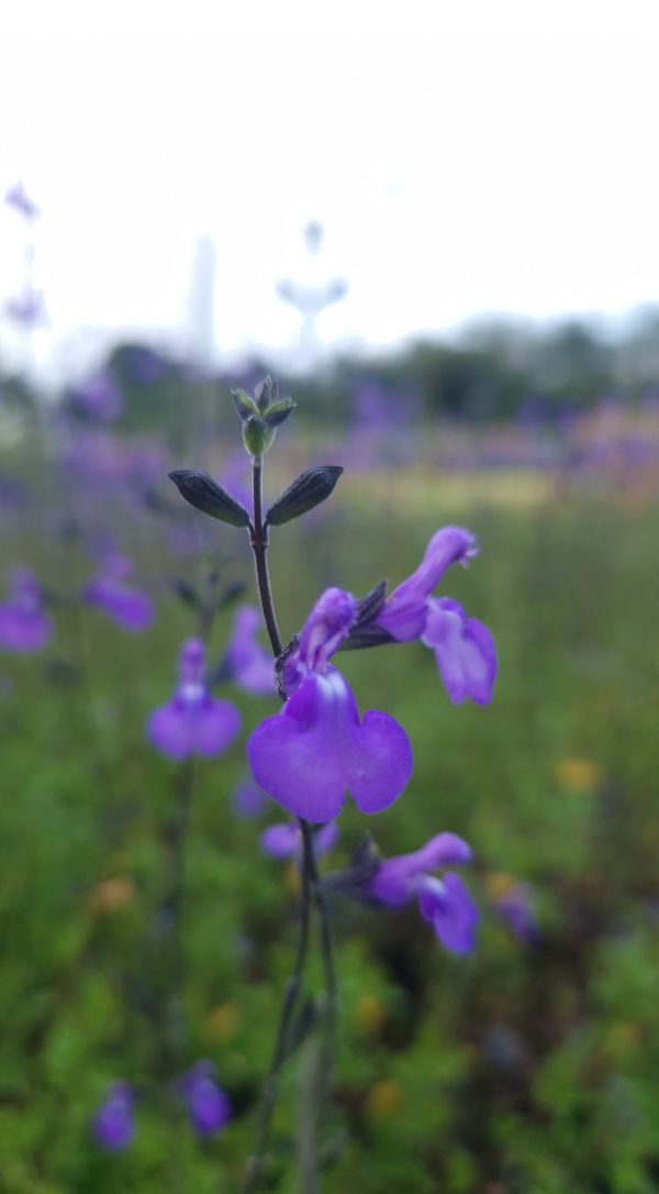 Salvia 'Violin Music'