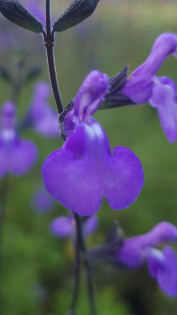 Salvia 'Violin Music'