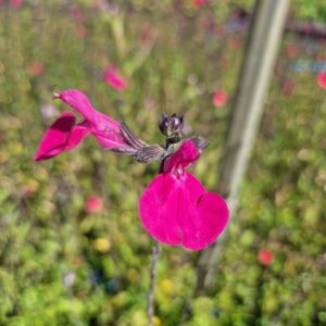 Salvia microphylla 'Cerro Potosi'