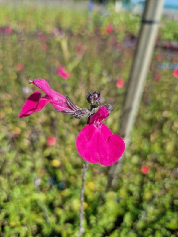 Salvia microphylla 'Cerro Potosi' Salvia microphylla 'Cerro Potosi'