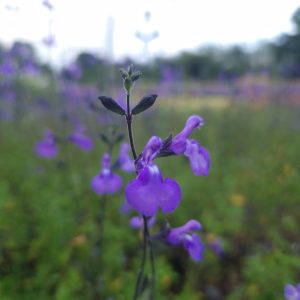 Salvia 'Violin Music'