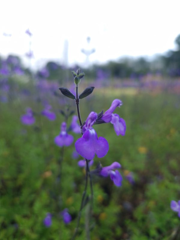 Salvia 'Violin Music'