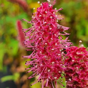 Sanguisorba 'Blackthorn'