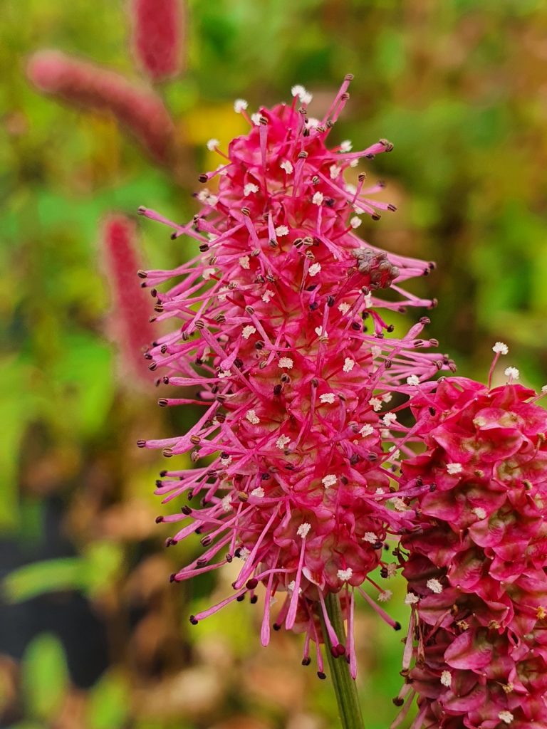 Sanguisorba 'Blackthorn' | Shop Stunning Sanguisorba | Proctors Nursery