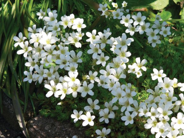 Saxifraga 'Pixie White' Saxifraga 'Pixie White'