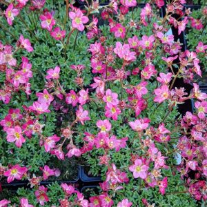 Saxifraga ‘Peter Pan’