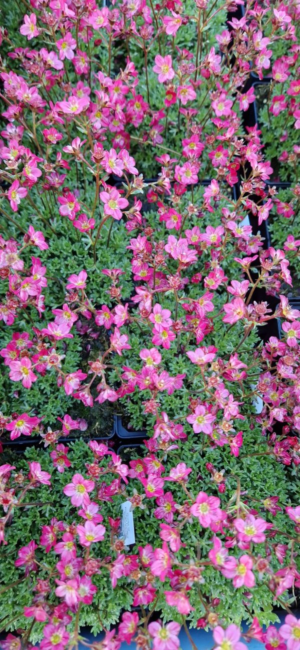 Saxifraga ‘Peter Pan’