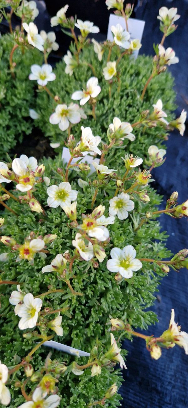 Saxifraga ‘Pixie White’ Saxifraga ‘Pixie White’