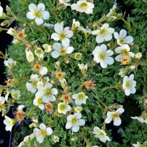 Saxifraga ‘Pixie White’