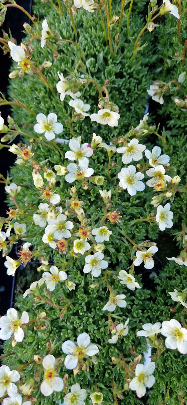 Saxifraga ‘Pixie White’2 Saxifraga ‘Pixie White’