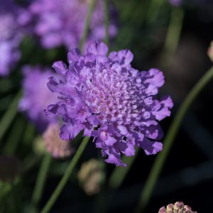 Scabiosa 'Vivid Violet'