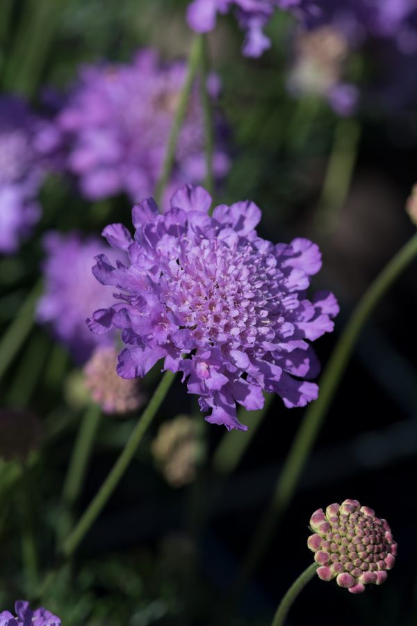 Scabiosa 'Vivid Violet'