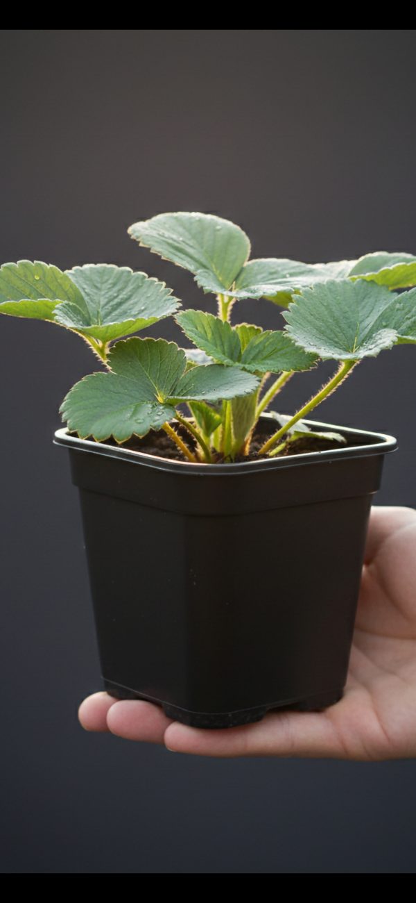 Strawberry 'Elsanta' Strawberry 'Elsanta'