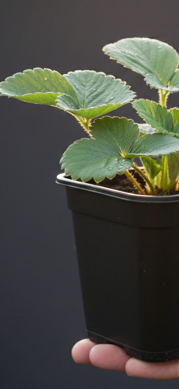 Strawberry 'Elsanta' Strawberry 'Elsanta'