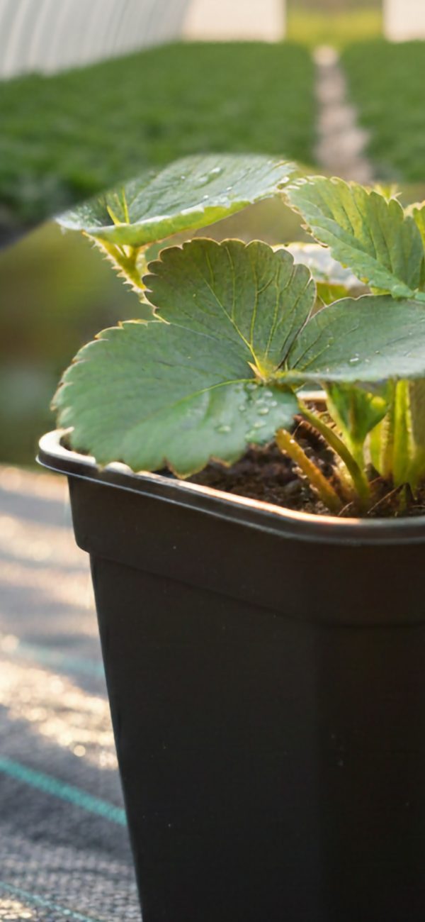 Strawberry 'Florence'