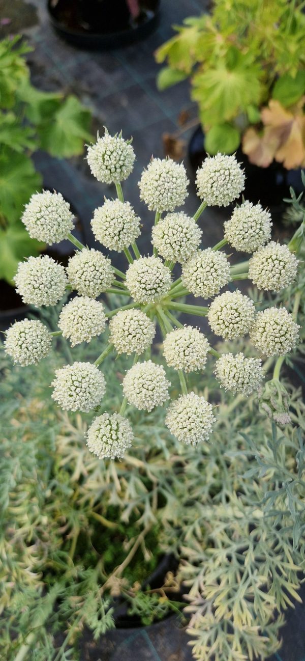 Seseli Seseli gummiferum