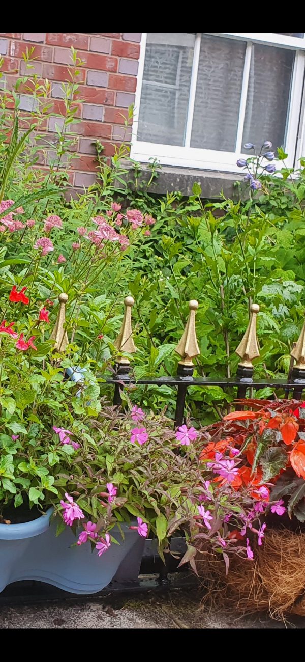 Silene 'Jiggy Pink' Silene 'Jiggy Pink'