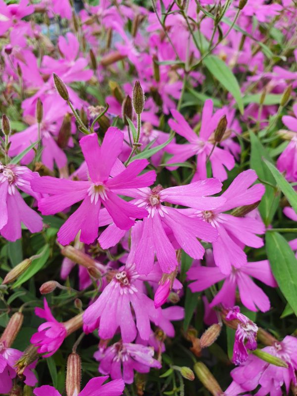 Silene 'Jiggy Pink' Silene 'Jiggy Pink'