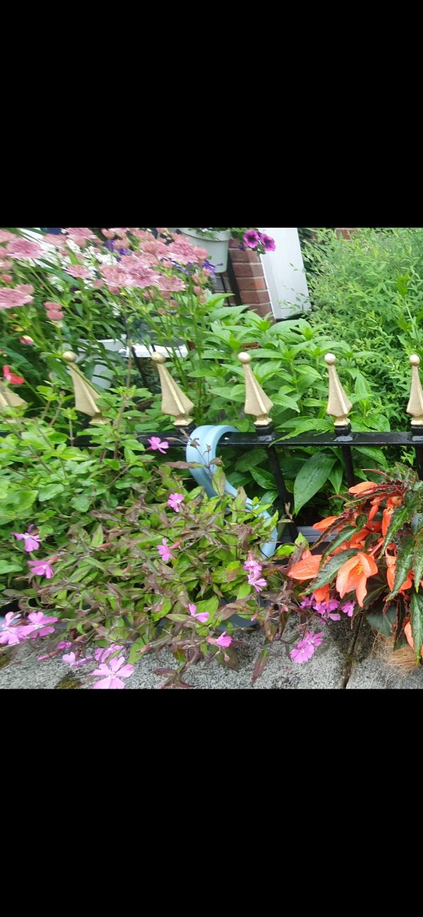 Silene 'Jiggy Pink'2 Silene 'Jiggy Pink'