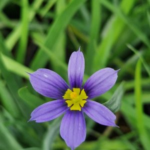 Sisyrinchium idahoense var.macounii 'Moody Blues'