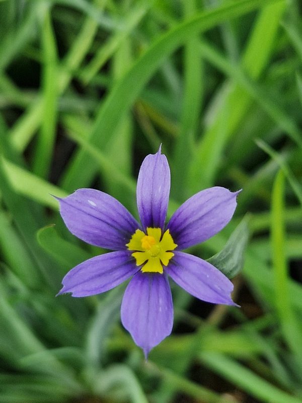 Sisyrinchium moody blues Sisyrinchium idahoense var.macounii 'Moody Blues'