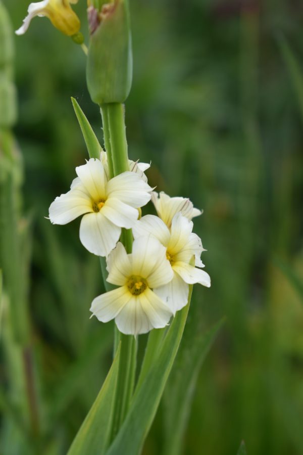 Sisyrinchium striatum