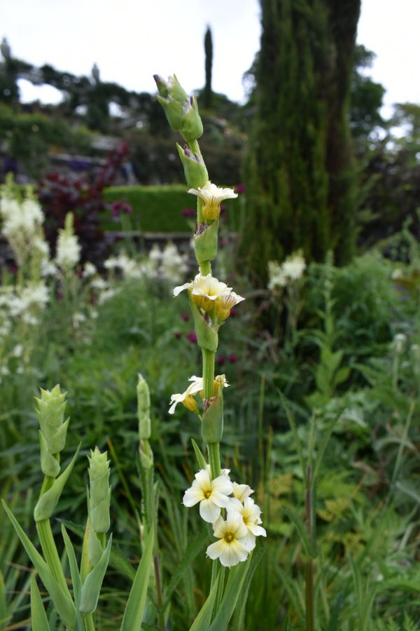Sisyrinchium striatum2
