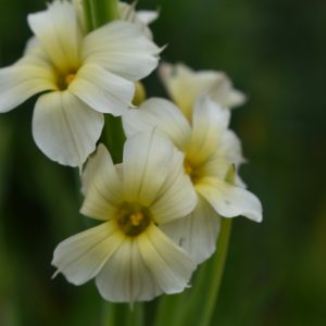 Sisyrinchium striatum