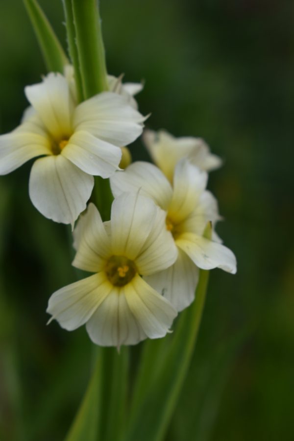 Sisyrinchium striatum3 Sisyrinchium striatum