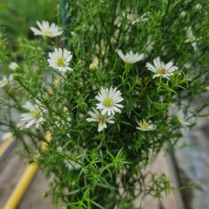 Symphyotrichum (Aster) ericoides 'Monte Cassino'