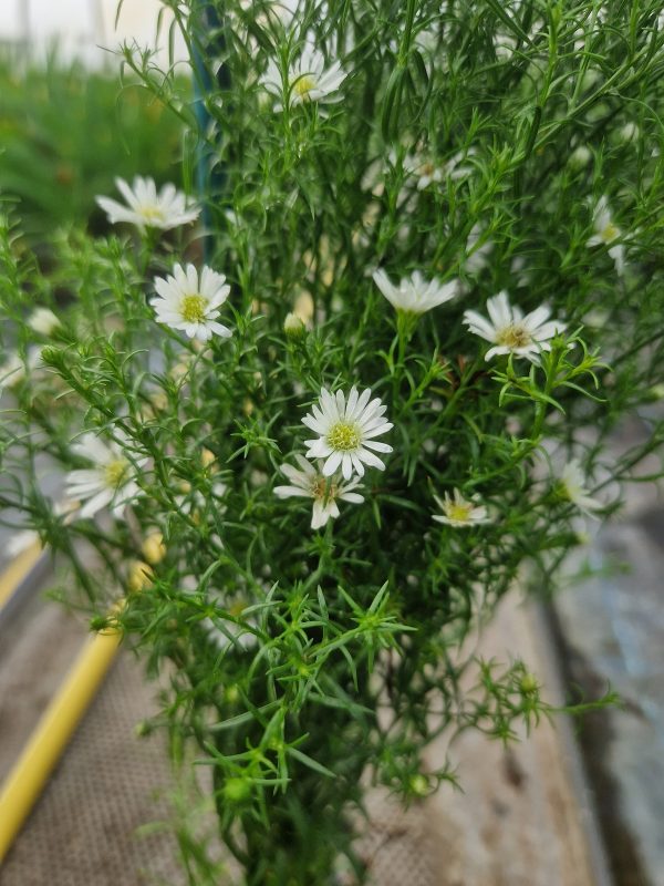 Symphyotrichum (Aster) ericoides 'Monte Cassino'