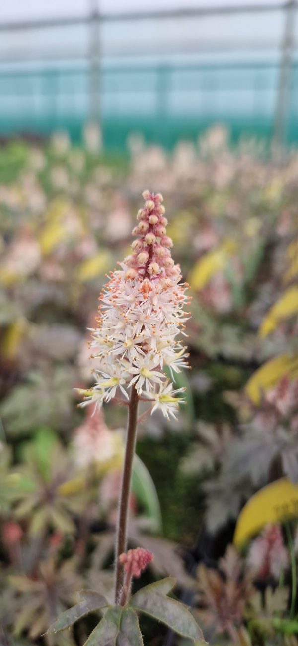 Tiarella 'Pink Skyrocket'
