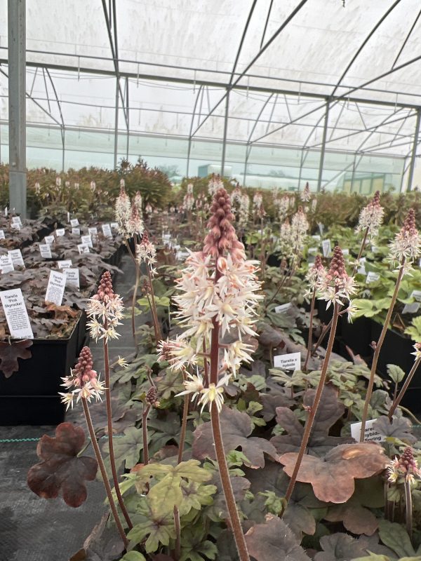 Tiarella Spring Symphony'