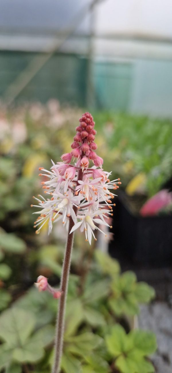 Tiarella x hybrida 'Spring Symphony' Tiarella x hybrida 'Spring Symphony'
